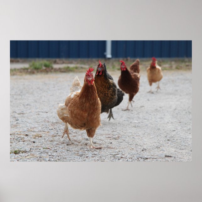 Chickens Poster aufladen (Vorne)