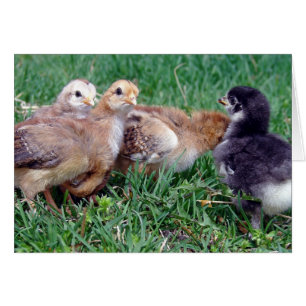 Chicks