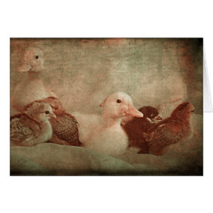 Chicks and Ducklings