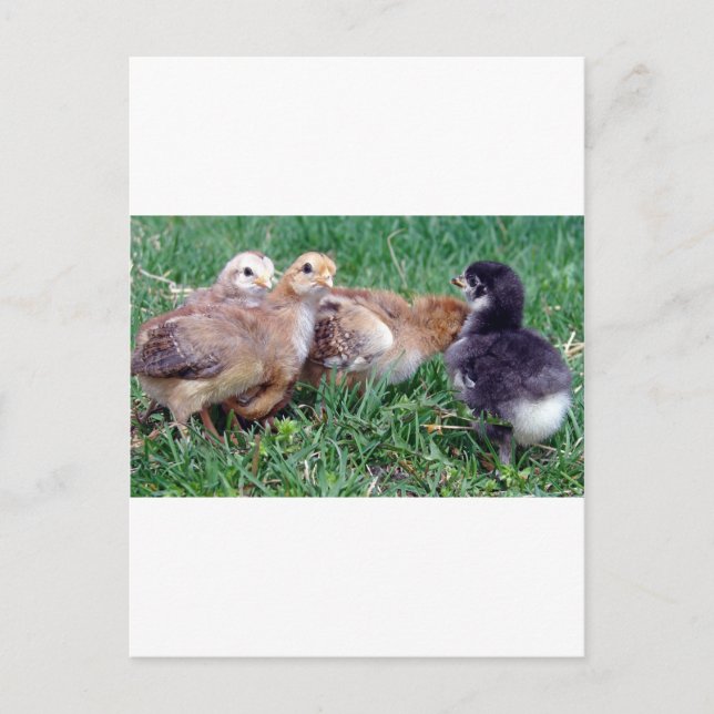 Chicks Postkarte (Vorderseite)
