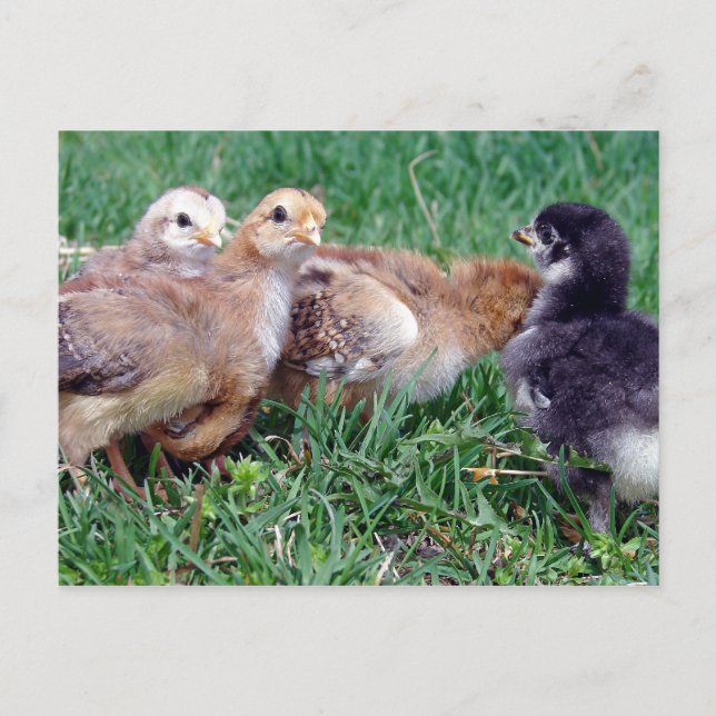 Chicks Postkarte (Vorderseite)