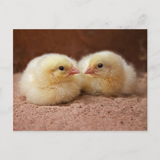 Chicks Postkarte (Vorderseite)