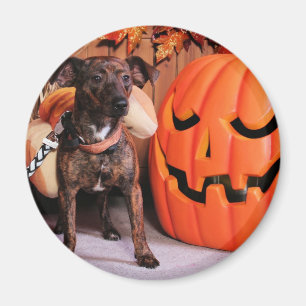 Chico - ChiWeenie - Foto-2 Magnet