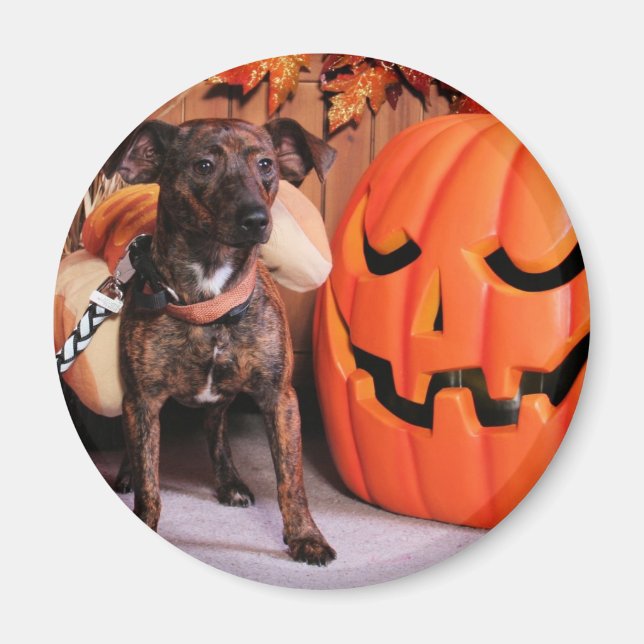 Chico - ChiWeenie - Foto-2 Magnet (Vorne)