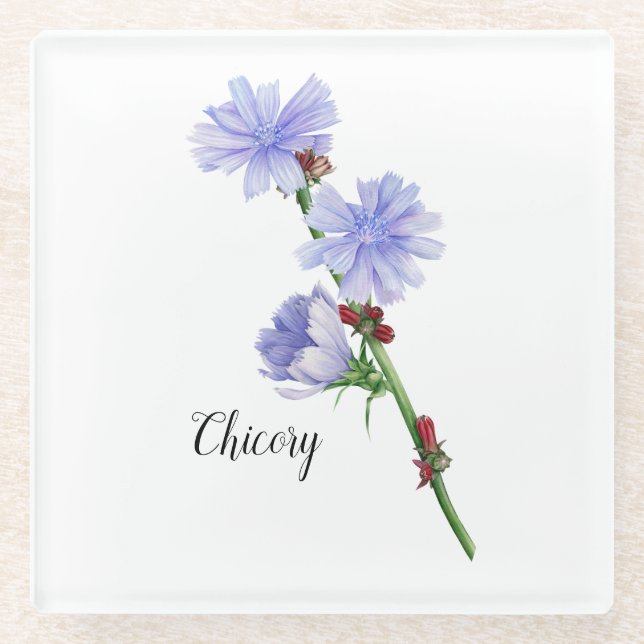 Chicorée Blume Watercolor Glasuntersetzer (Vorderseite)