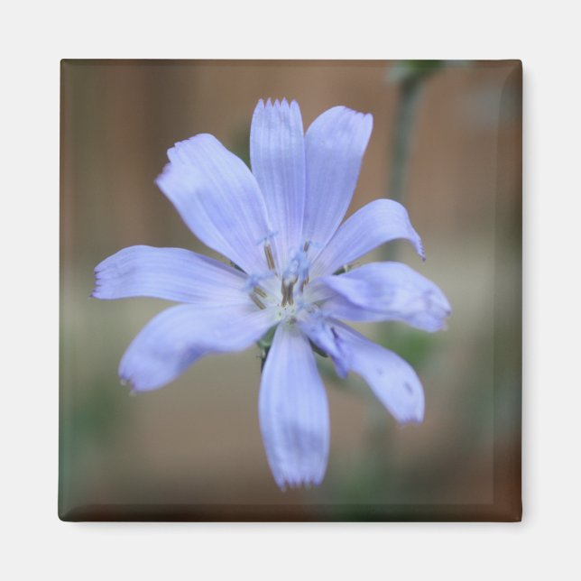 Chicorée (Cichorium intybus) Magnet (Vorne)
