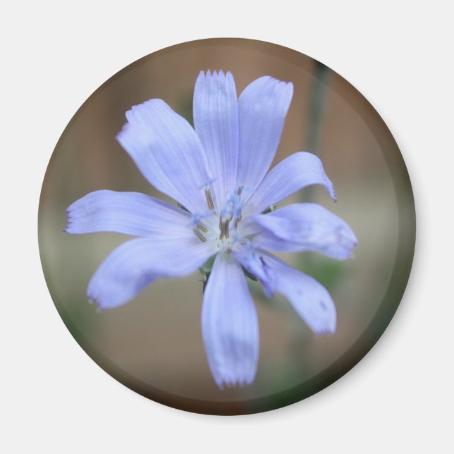 Chicorée (Cichorium intybus) Magnet (Vorne)