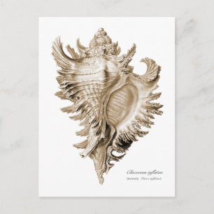 Chicoreus ramosus postkarte