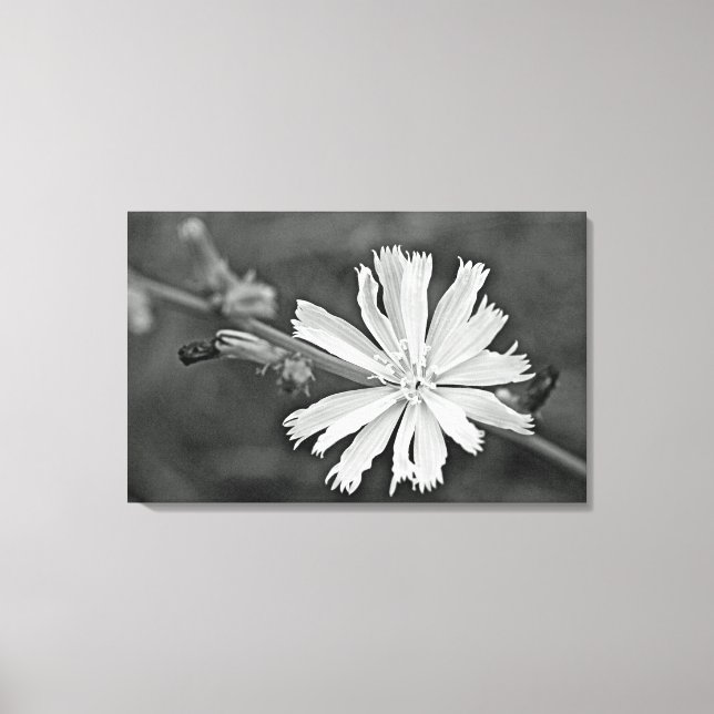 Chicoroer Wildblume Leinwanddruck (Vorderseite)