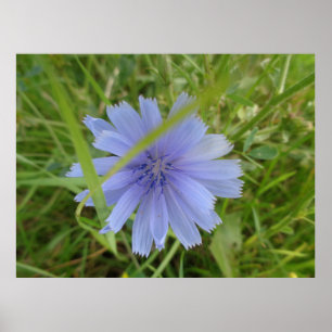 Chicory Blue Lila Blume Floral Poster