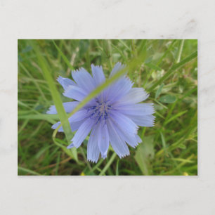 Chicory Blue Lila Blume Floral Postkarte
