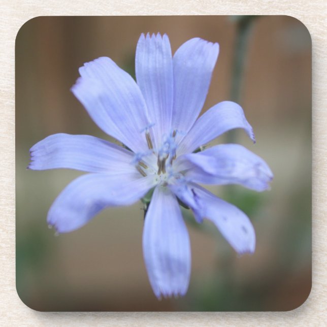 Chicory Getränkeuntersetzer (Vorderseite)