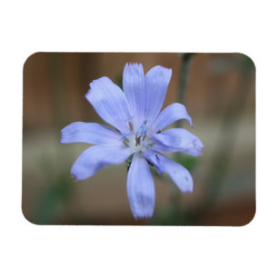 Chicory Magnet