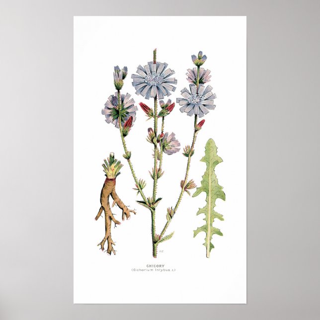 Chicory Poster (Vorne)