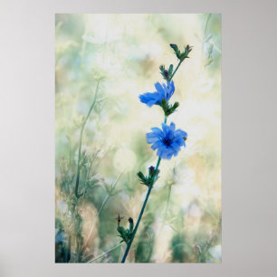 Chicory Poster