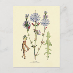 Chicory Postkarte
