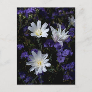 Chicory und Phacelia Wildblumen Postkarte