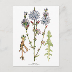 Chicory Vintag Botanical Postkarte