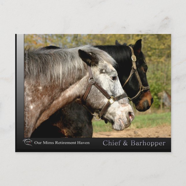 Chief - Appaloosa aus dem Film Prancer Postkarte (Vorderseite)