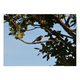 Chiffchaff