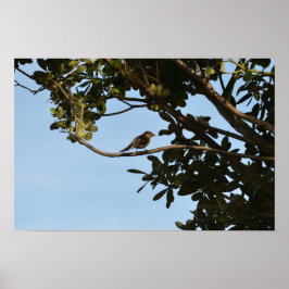 Chiffchaff Poster
