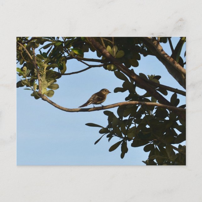 Chiffchaff Postkarte (Vorderseite)