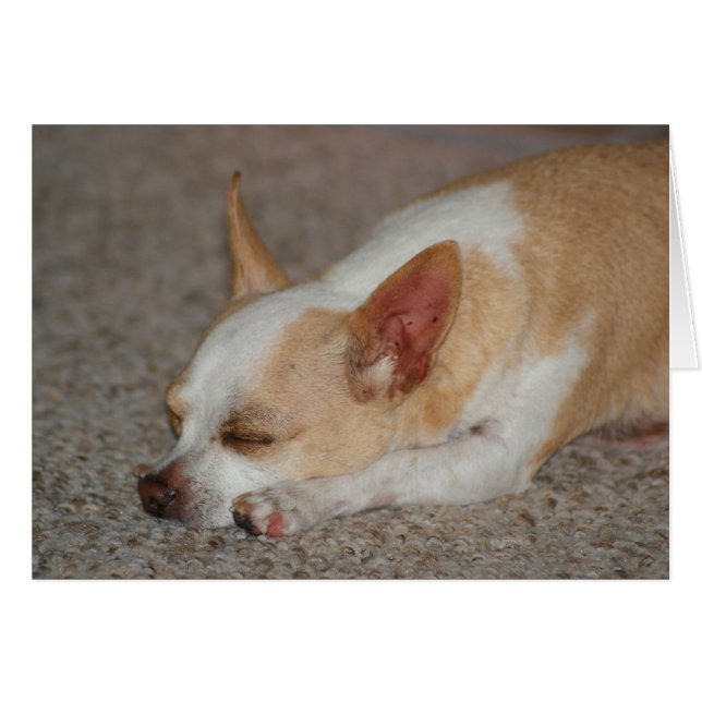 Chihuahua (Vorderseite (Horizontal))
