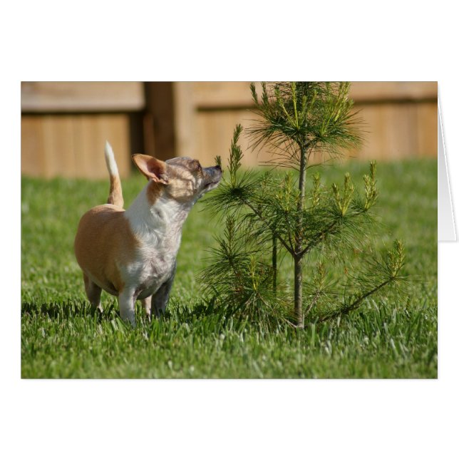 Chihuahua (Vorderseite (Horizontal))