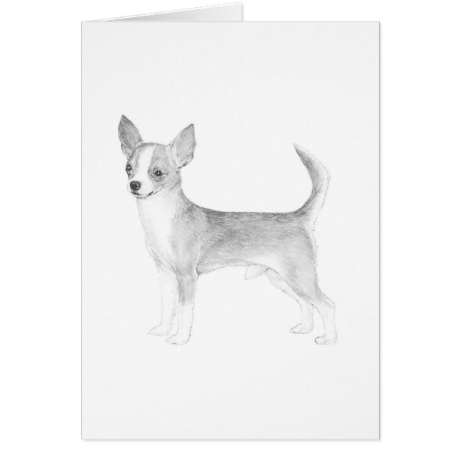 Chihuahua (Vorne)