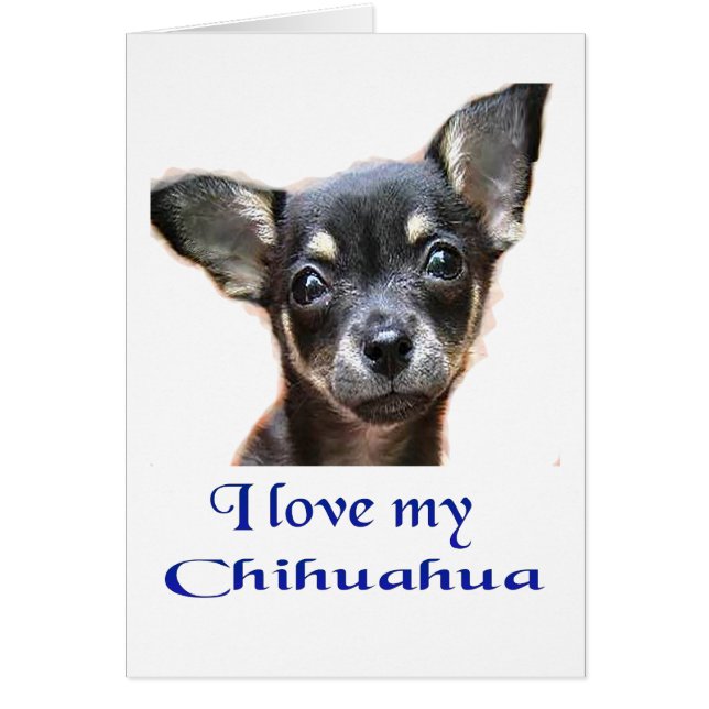 Chihuahua (Vorne)