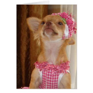 Chihuahua