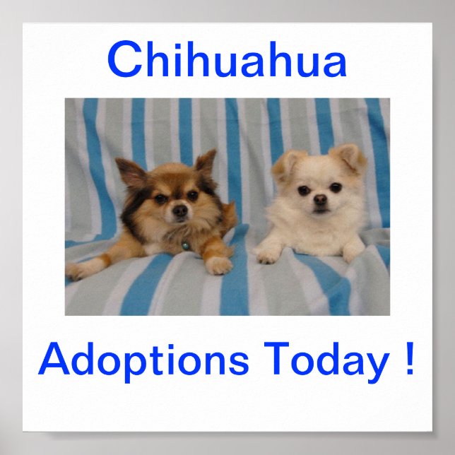Chihuahua Adoption heute unterzeichnen Poster (Vorne)