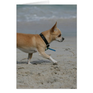 Chihuahua am Strand