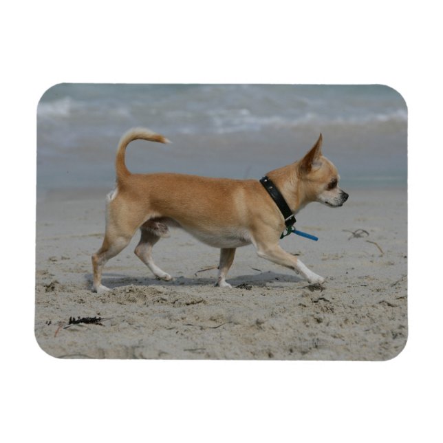 Chihuahua am Strand Magnet (Horizontal)