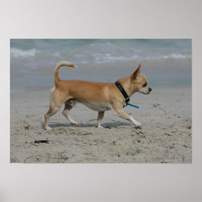 Chihuahua am Strand Poster (Vorne)