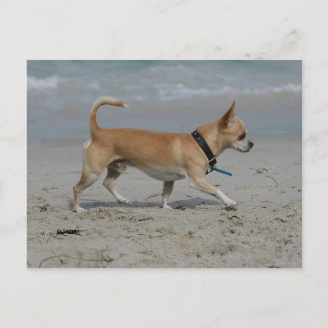 Chihuahua am Strand Postkarte (Vorderseite)