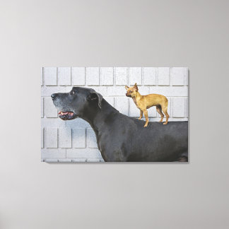 Chihuahua auf dem Rücken von Great Dane Leinwanddruck