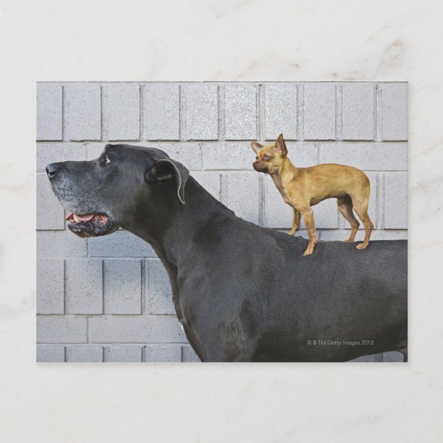 Chihuahua auf dem Rücken von Great Dane Postkarte (Vorderseite)