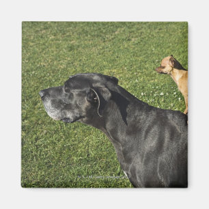 Chihuahua auf der Rückseite 2 der Deutschen Dogge Magnet