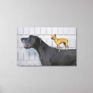 Chihuahua auf der Rückseite der Deutschen Dogge Leinwanddruck