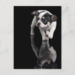 Chihuahua auf schwarz postkarte