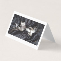 Chihuahua auf schwarzer Seide