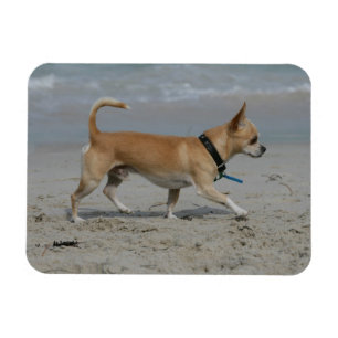 Chihuahua auf Strand Magnet