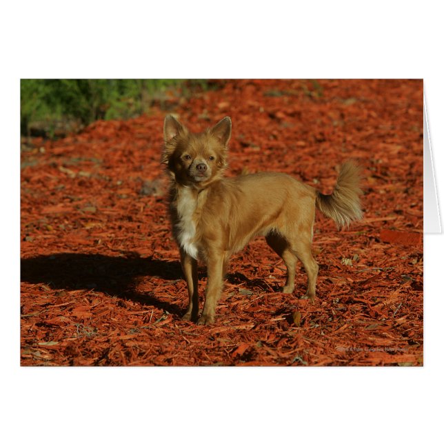 Chihuahua Blick auf die Kamera (Vorderseite (Horizontal))