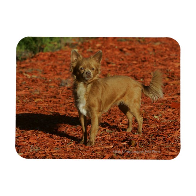 Chihuahua Blick auf die Kamera Magnet (Horizontal)