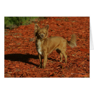 Chihuahua, die Kamera betrachten