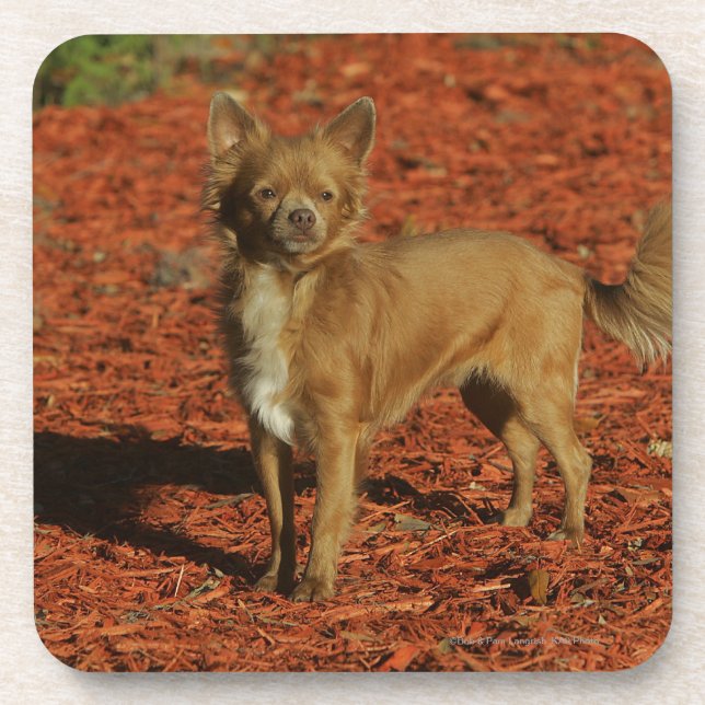 Chihuahua, die Kamera betrachten Getränkeuntersetzer (Vorderseite)