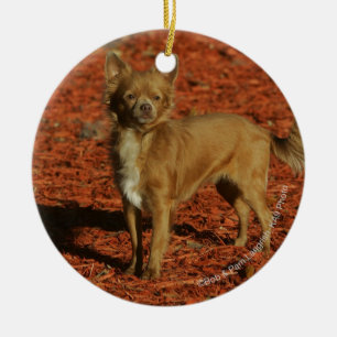 Chihuahua, die Kamera betrachten Keramikornament