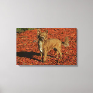 Chihuahua, die Kamera betrachten Leinwanddruck