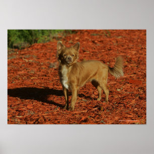 Chihuahua, die Kamera betrachten Poster